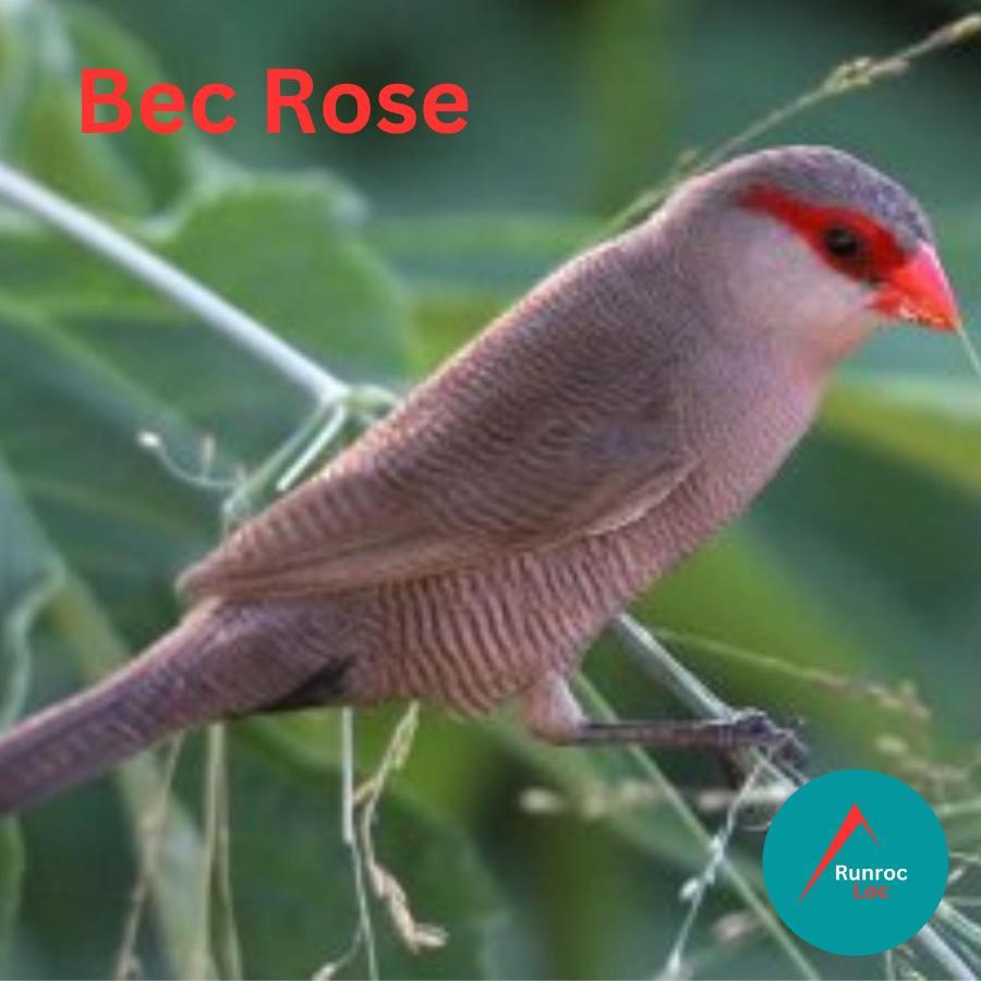 생뢰 Bec Rose - Clim - Wi-Fi - Jardin 아파트 외부 사진